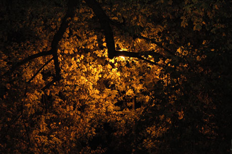leaves