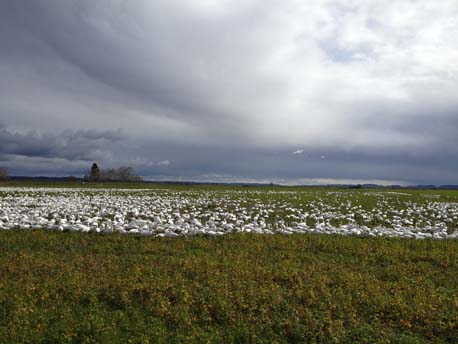 Snow geese
