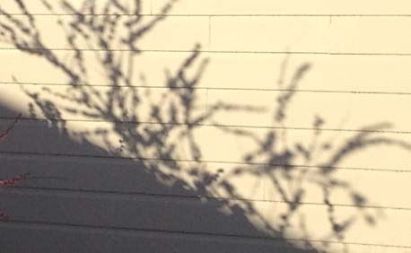 shade